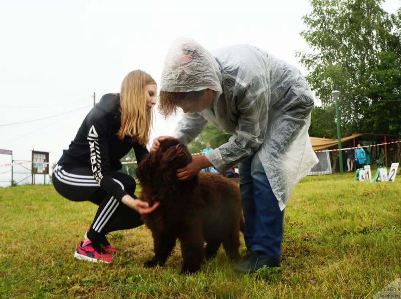 Фото: ньюфаундленд Браунблад МСК Даймонд Макс