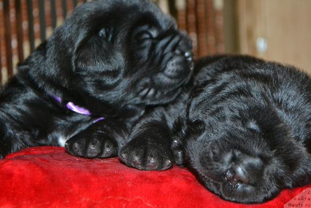 Фото: ньюфаундленд Ермак от Вятских Медведей, ньюфаундленд Есаул Доброе сердце