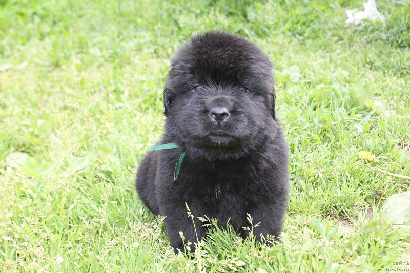 Фото: ньюфаундленд Терра Виктория Леверано