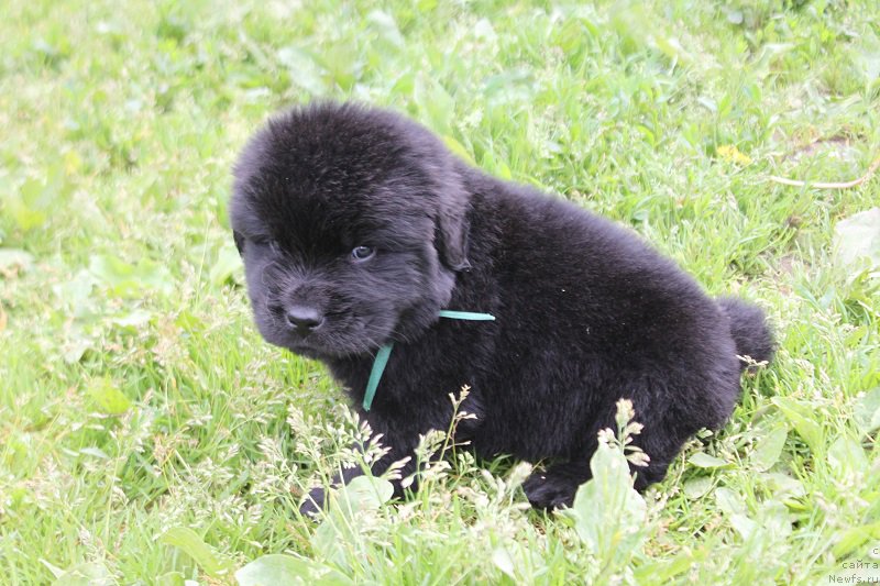 Фото: ньюфаундленд Терра Виктория Леверано