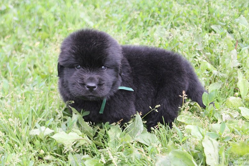 Фото: ньюфаундленд Терра Виктория Леверано