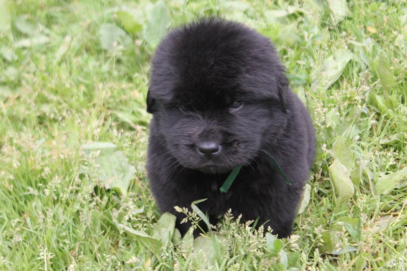 Фото: ньюфаундленд Терра Виктория Леверано