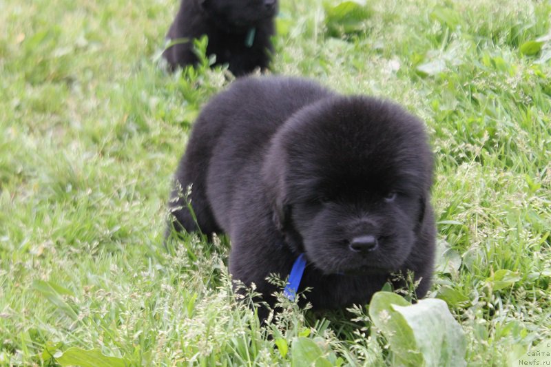 Фото: ньюфаундленд Терра Виктория Лаго Маджоре