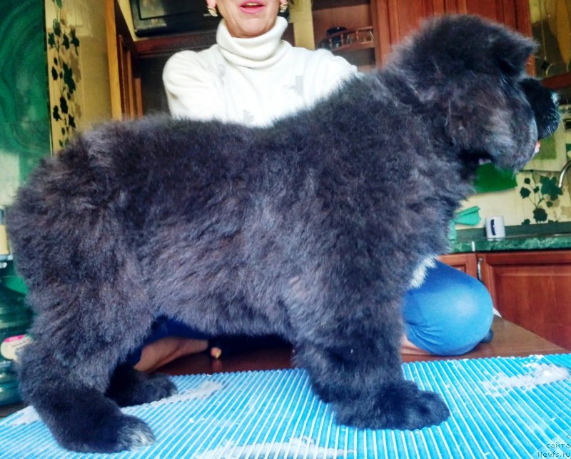 Фото: ньюфаундленд Velyke Malyatko Inteligent zi Svitu Tvaryn