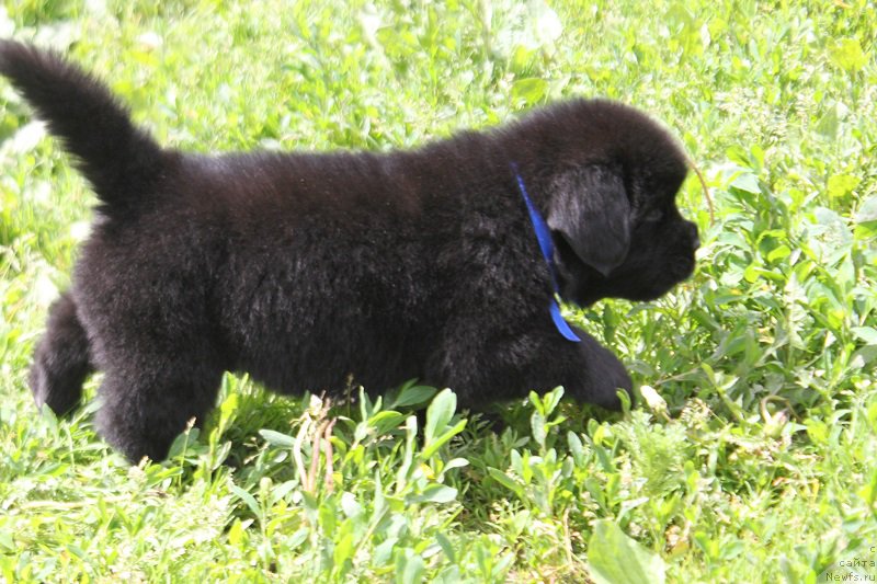 Фото: ньюфаундленд Терра Виктория Лаго Маджоре