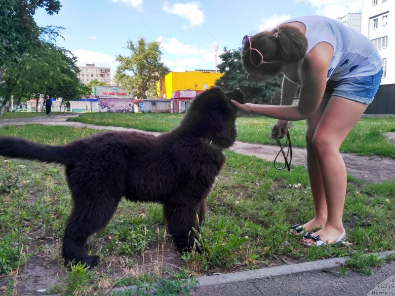 Фото: ньюфаундленд Velyke Malyatko Inteligent zi Svitu Tvaryn