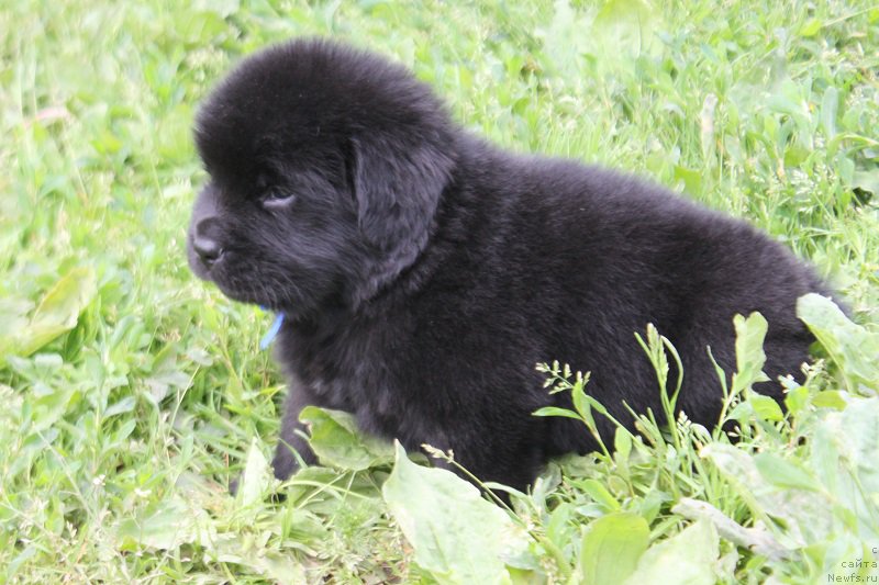 Фото: ньюфаундленд Терра Виктория Лаго Маджоре