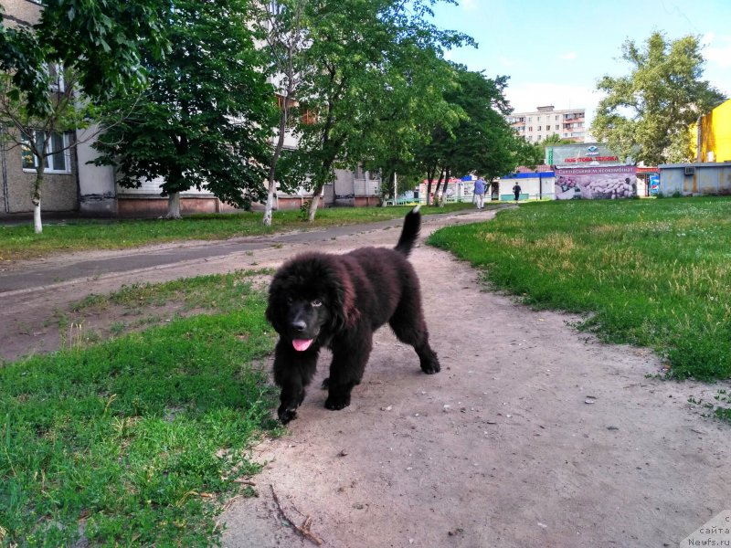 Фото: ньюфаундленд Velyke Malyatko Inteligent zi Svitu Tvaryn