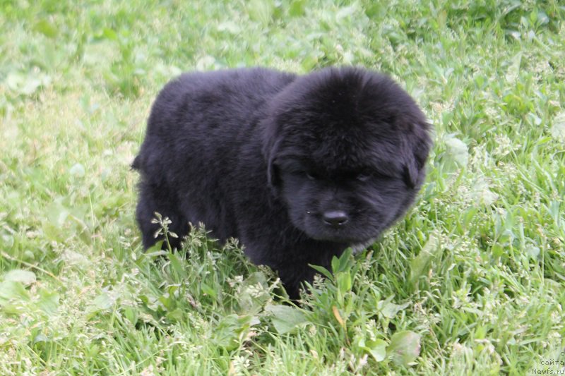 Фото: ньюфаундленд Терра Виктория Латерина (Terra Victoria Laterina)