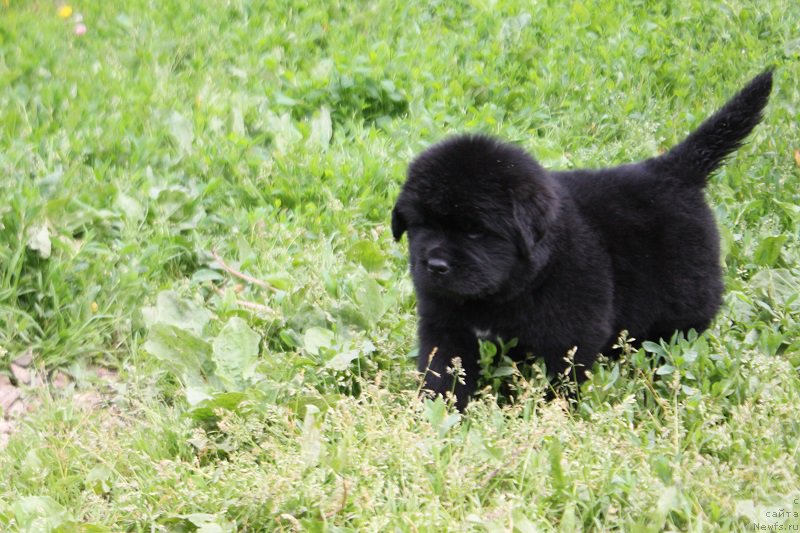 Фото: ньюфаундленд Терра Виктория Латерина (Terra Victoria Laterina)