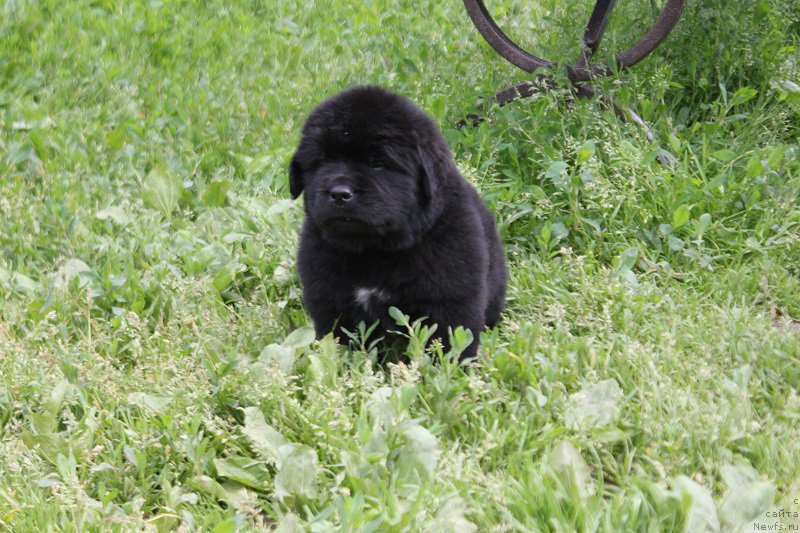 Фотография № 227072