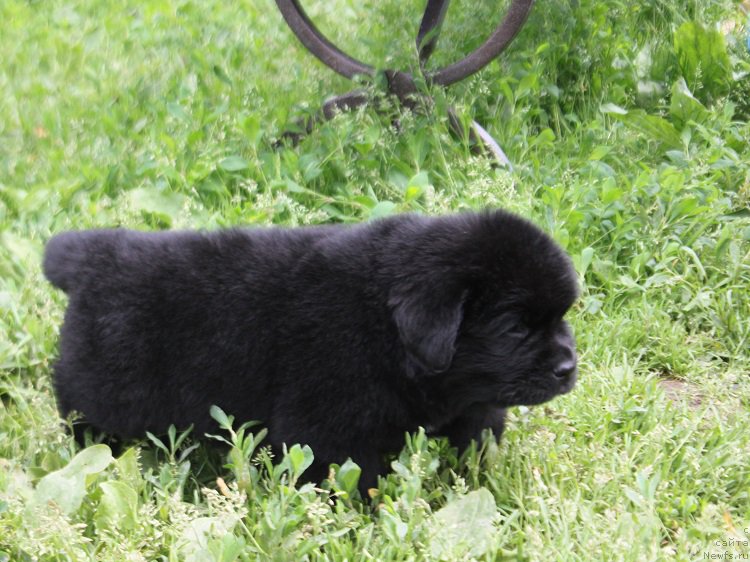 Фото: ньюфаундленд Терра Виктория Латерина (Terra Victoria Laterina)