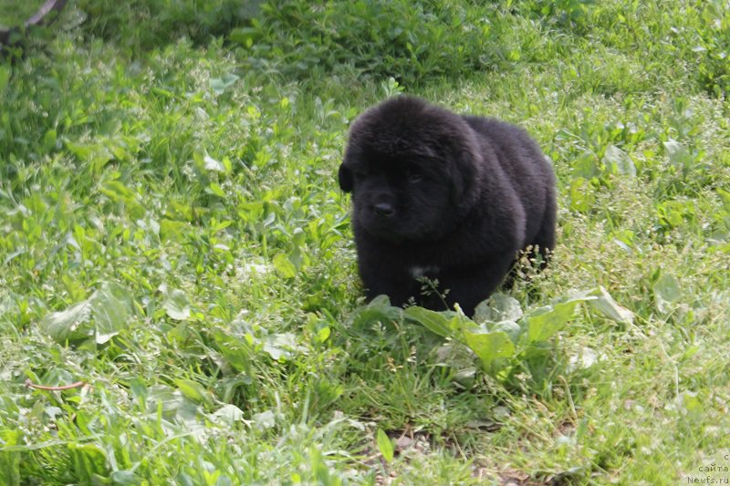 Фото: ньюфаундленд Терра Виктория Латерина (Terra Victoria Laterina)