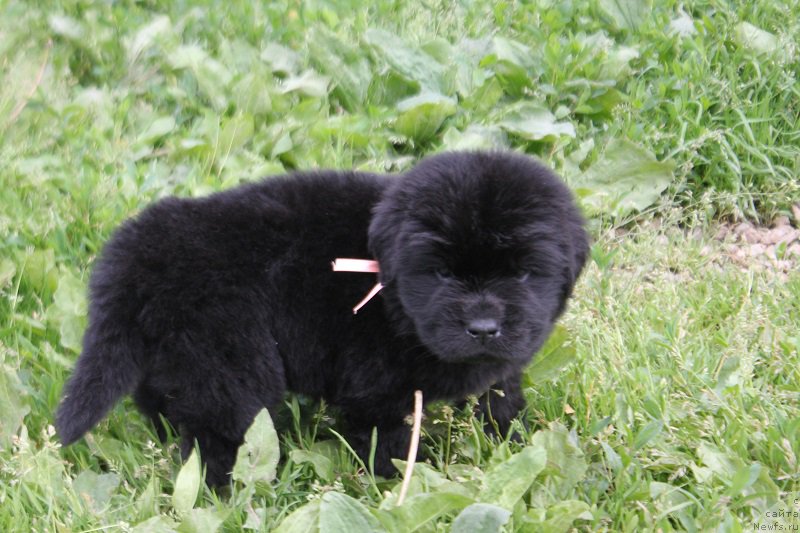 Фото: ньюфаундленд Терра Виктория Ладисполи