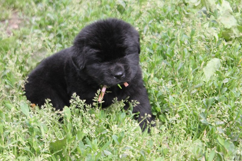 Фотография № 227079