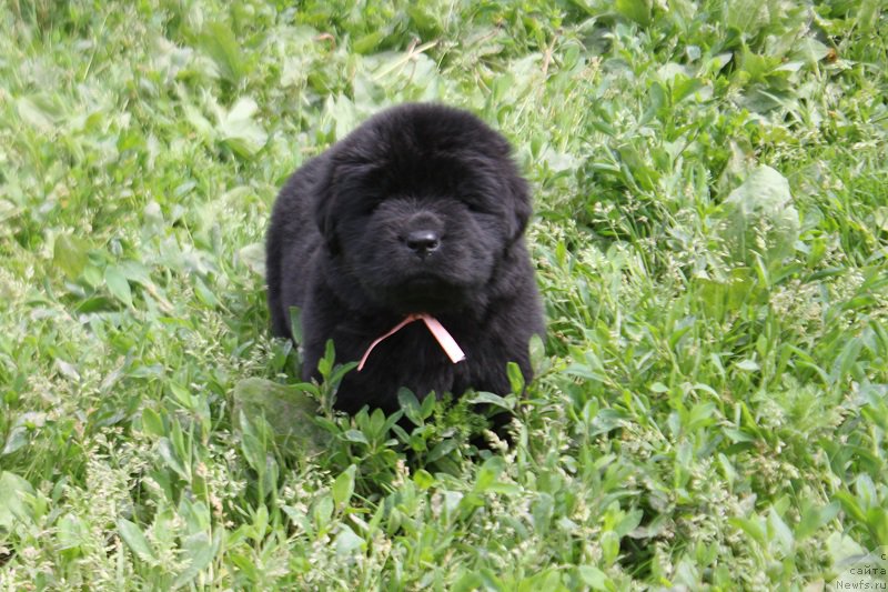 Фотография № 227080