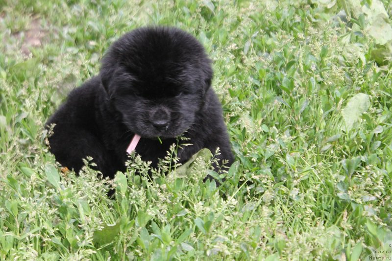 Фотография № 227081