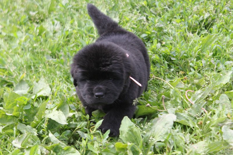 Фото: ньюфаундленд Терра Виктория Ладисполи