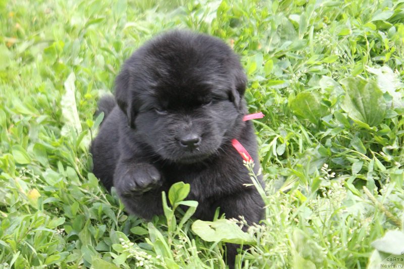 Фото: ньюфаундленд Терра Виктория Лагуна Верде