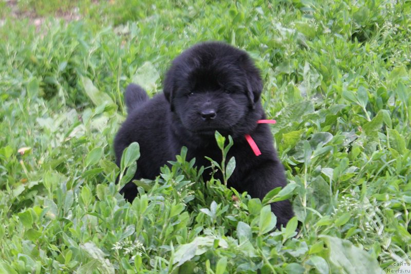 Фото: ньюфаундленд Терра Виктория Лагуна Верде