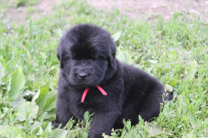 Фотография № 227088