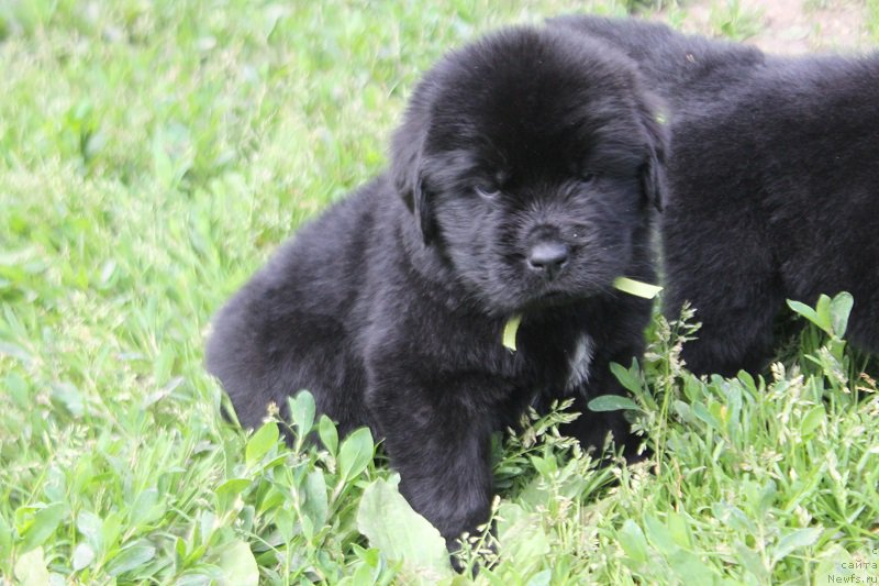 Фото: ньюфаундленд Терра Виктория Лабота Романьола