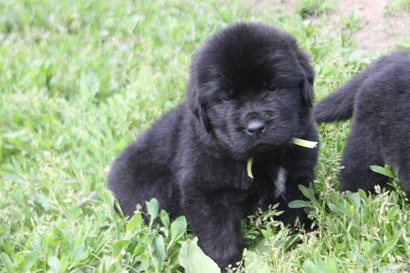 Фото: ньюфаундленд Терра Виктория Лабота Романьола