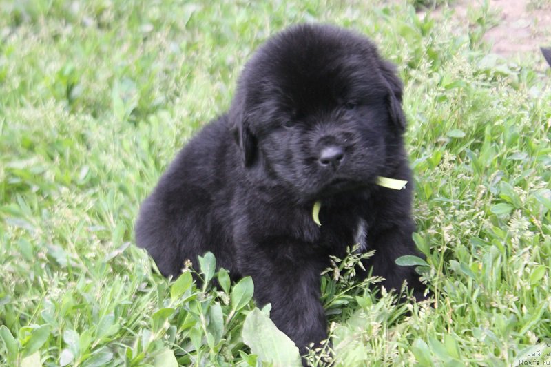 Фото: ньюфаундленд Терра Виктория Лабота Романьола