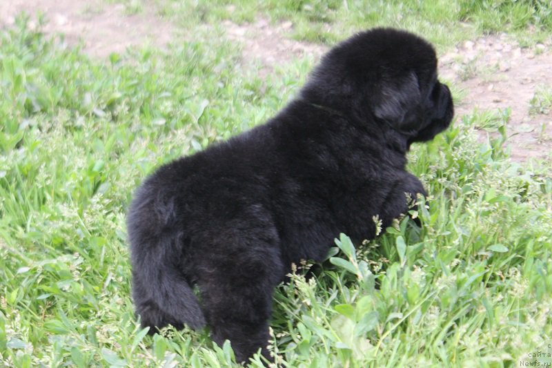 Фото: ньюфаундленд Терра Виктория Лабота Романьола