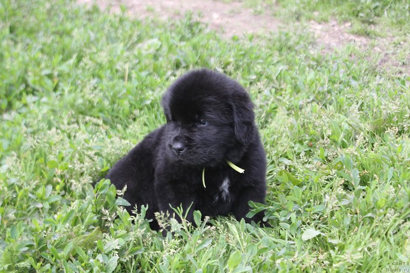 Фото: ньюфаундленд Терра Виктория Лабота Романьола