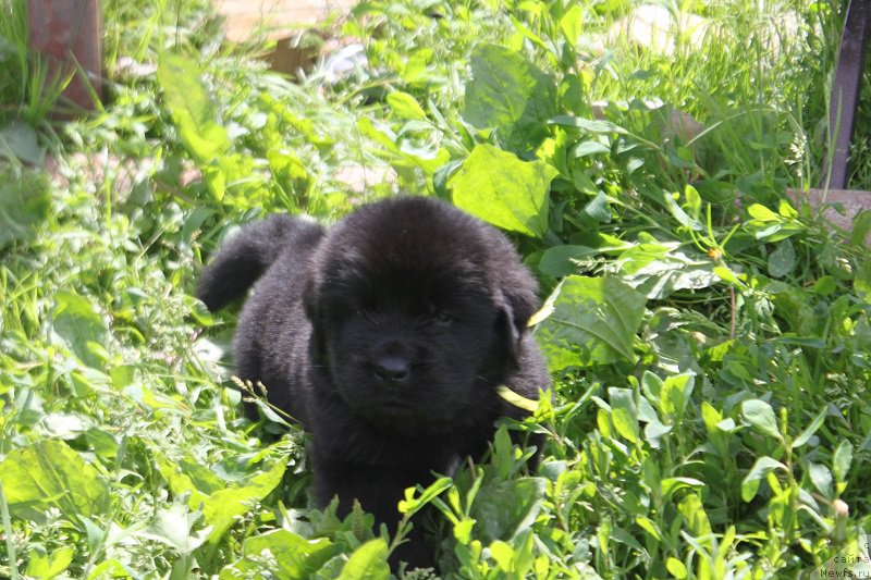 Фото: ньюфаундленд Терра Виктория Лабота Романьола