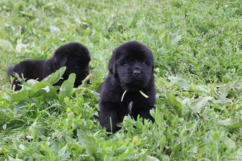 Фото: ньюфаундленд Терра Виктория Лабота Романьола