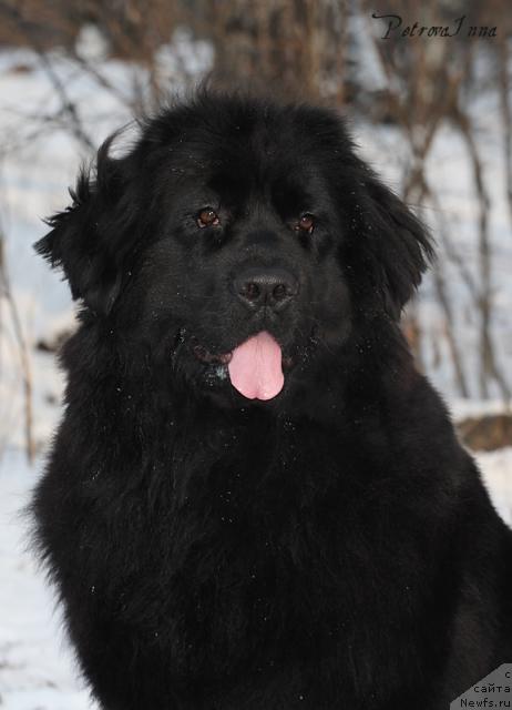 Фото: ньюфаундленд Масяня Гранд Бэби