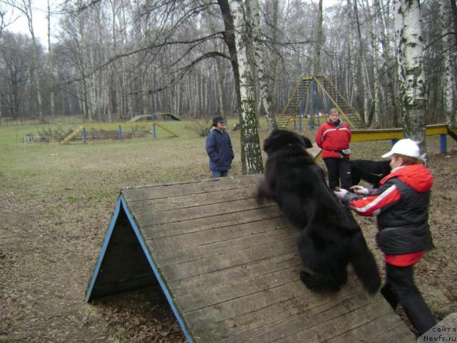 Фото: Галина Артюшина, ньюфаундленд Масяня Гранд Бэби