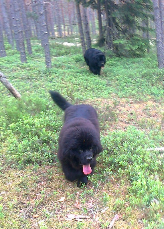 Фото: ньюфаундленд Акватория Келвин Кадриль (Aquatoriya Kelvin Kadril), ньюфаундленд Сент Джонс Юстиния Юлия (Sent Djons Yustiniya Yuliya)