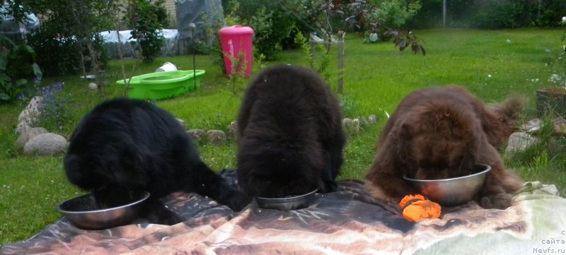 Фото: ньюфаундленд Акватория Келвин Кадриль (Aquatoriya Kelvin Kadril), ньюфаундленд Сент Джонс Юстиния Юлия (Sent Djons Yustiniya Yuliya), ньюфаундленд I Follow The Sun de L'Etoile de Cyrice