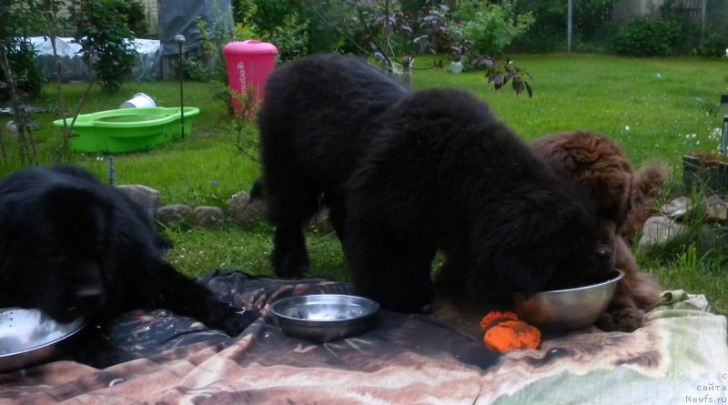 Фото: ньюфаундленд Акватория Келвин Кадриль (Aquatoriya Kelvin Kadril), ньюфаундленд Сент Джонс Юстиния Юлия (Sent Djons Yustiniya Yuliya), ньюфаундленд I Follow The Sun de L'Etoile de Cyrice