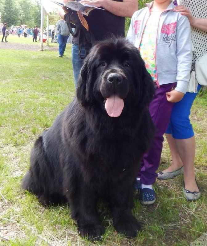 Фото: ньюфаундленд Аквиан Сонг Нормандия