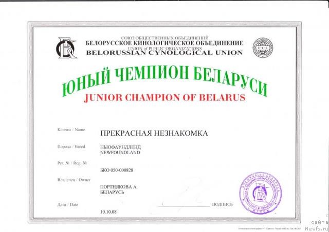Фото: ньюфаундленд Прекрасная Незнакомка