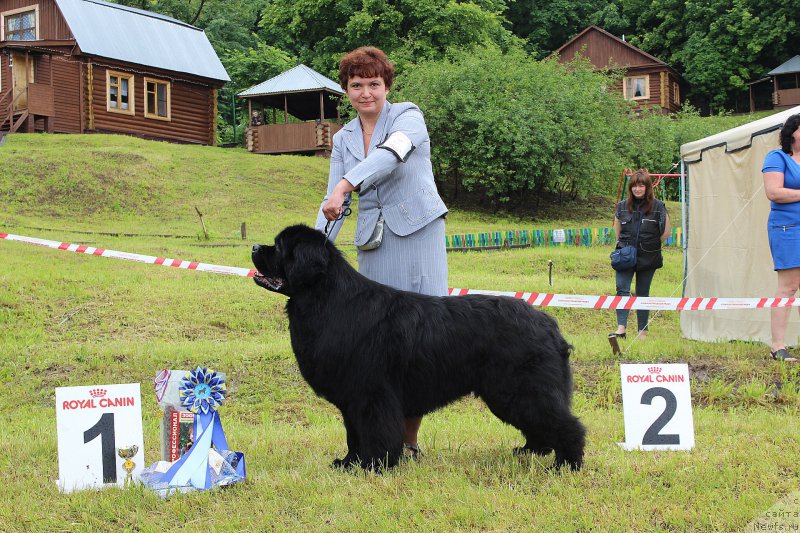 Фото: ньюфаундленд Фест-Райт Чемп (First-Right Champ)