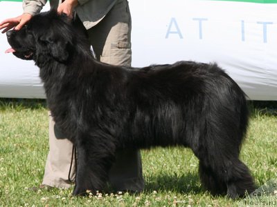 Фото: ньюфаундленд Recanto Maestro Dominicana