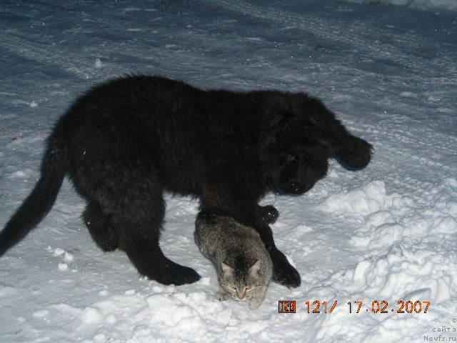 Фото: ньюфаундленд Сент Джонс Круиз (Sent Djons Kruiz)