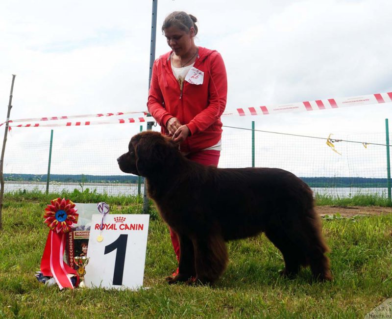 Фото: ньюфаундленд Наоми Таголири фор Браунблад (Naomi Tagoliri for Brouwnblood)