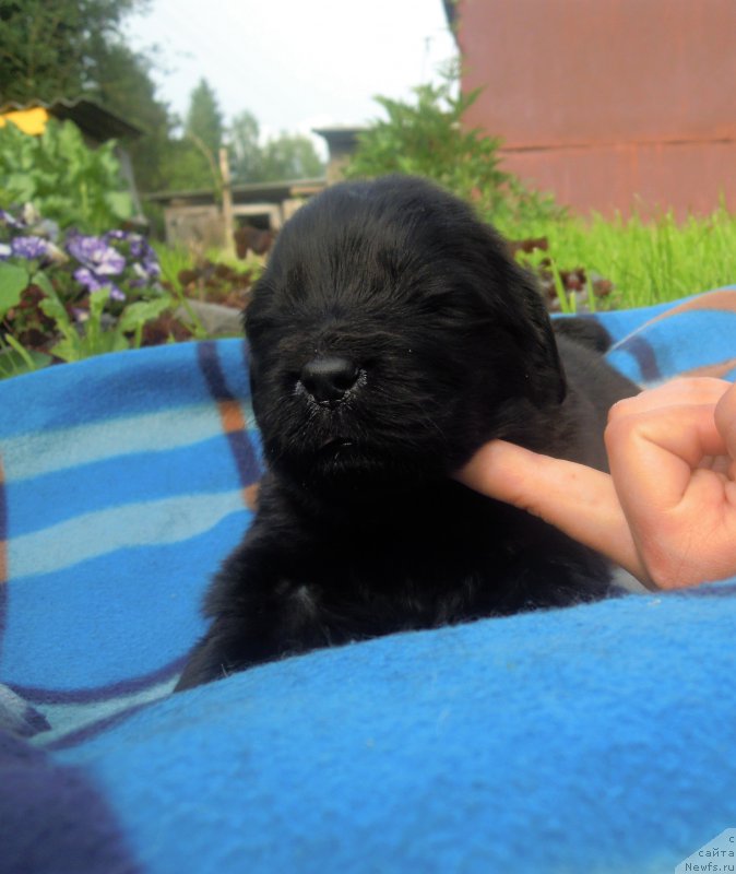 Фото: ньюфаундленд Альфа Дар Окса Арсёмий (Alfa Dar Oksa Arsemiy)