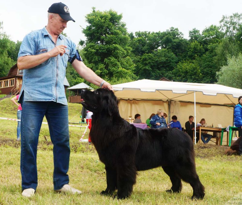 Фото: ньюфаундленд Николь Яркая Звезда (Nikol Yarkaya Zvezda)