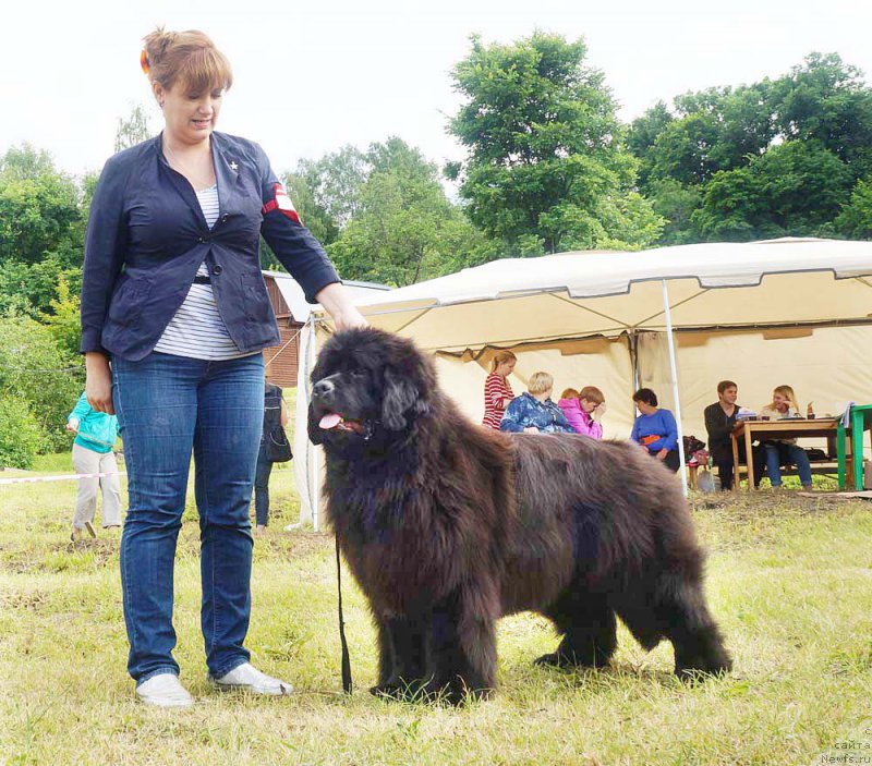 Фото: ньюфаундленд Rebekka Deep Love