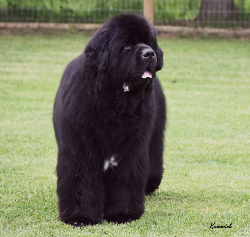 Фото: ньюфаундленд Sun Valleys Back In Black at Kammick