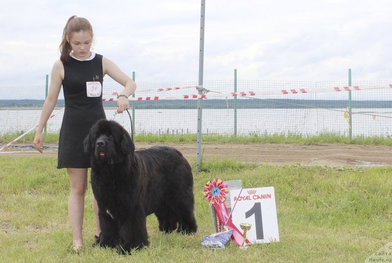 Фото: ньюфаундленд Мерседес Вялiкi Мядзведзь (Mercedes Vialiki Miadzvedz)