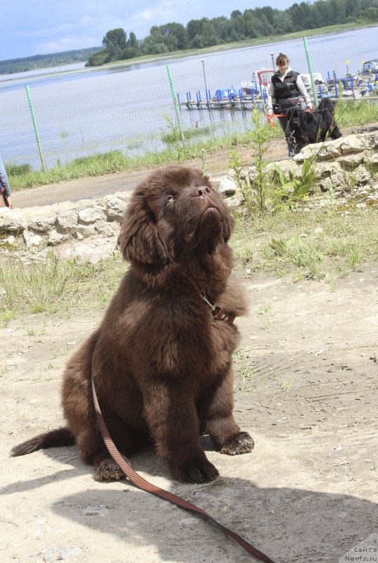 Фото: ньюфаундленд Браунблад МСК Даймонд Макс
