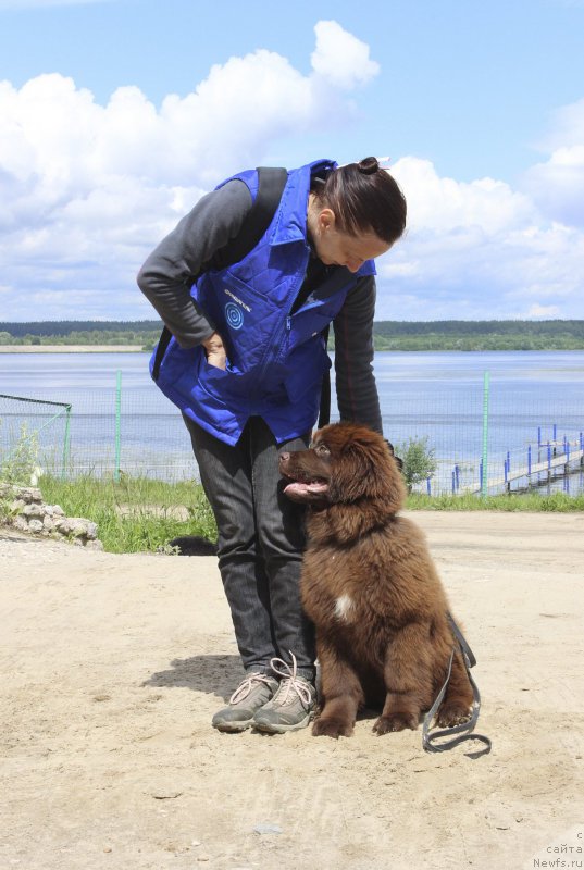 Фото: ньюфаундленд Браунблад МСК Дрими Эйн (Brownblood MSK Drimi Ein)